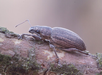 Gray Pine Weevil curculionid beetle (Brachyderes incanus), on wood. Torregrande pine forest. Oristano, Sardinia. Italy.
