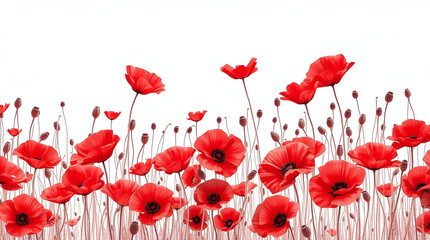 Obraz premium Rembernance Poppies Background