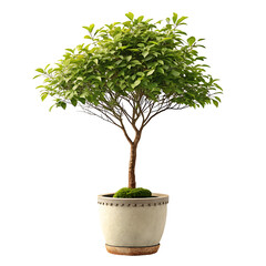 small potted tree isolated