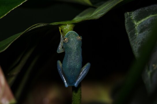 Cochranella granulosa - Glassfrog