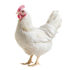 Fototapeta premium white chicken standing proudly with fluffy body and bright red comb. This bird showcases its feathers and features, embodying lively farm atmosphere