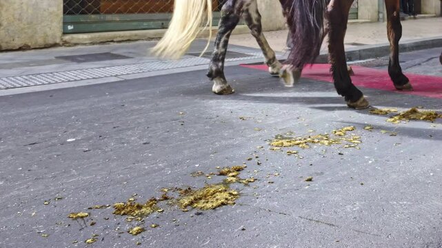 Horses are defecating on a city street, leaving droppings on the asphalt