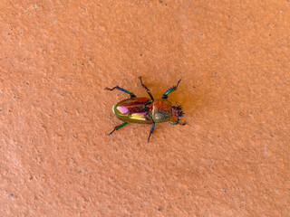 colourful christmas beetle resting during an Australian summer