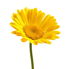 Bright yellow flower with textured center and green stem, symbolizing joy and warmth. Perfect for nature themed designs or cheerful decorations