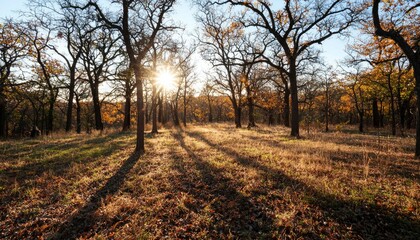 Naklejka premium Sunlight filters through trees in woodland, golden light, sunny day