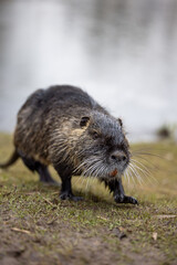 A nutria or coypu (Myocastor coypus) stands on the bank of a pond