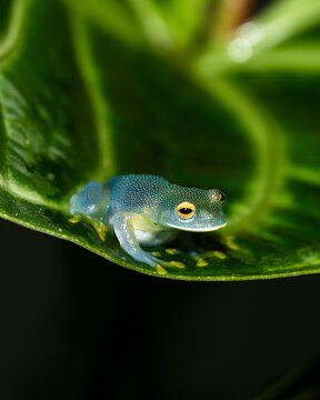 Cochranella granulosa - glassfrog