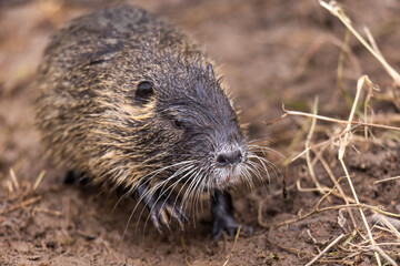 A nutria or coypu (Myocastor coypus) stands on an earthy ground