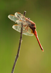 The scarlet skimmer or ruddy marsh skimmer, Crocothemis servilia, is a species of dragonfly of the family Libellulidae. Sardinia, Italy