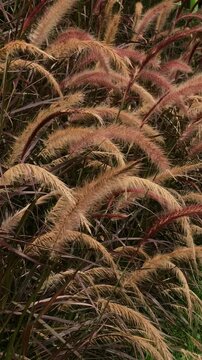 Red and purple plumes of grass stand out in this close-up. Green background.