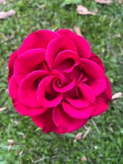 Pink roses in the garden.