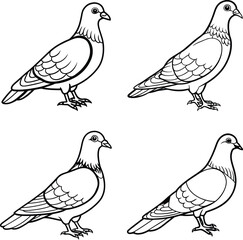 Cute Pigeon line art Illustration coloring page