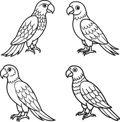 Parrot Line Art Illustrations