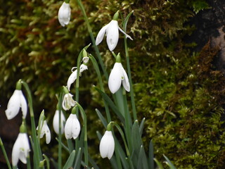 white snowdrops in the forest