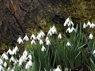 snowdrops in the woods 
