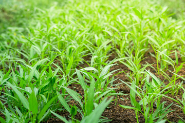 Vibrant Green Water Spinach Plants in a Farm

