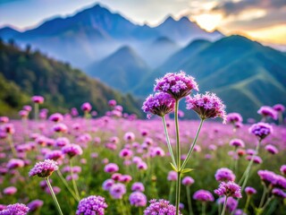 Obraz premium Chiang Mai's Mon Jam: Exquisite verbena flowers captured in stunning close-up photography.