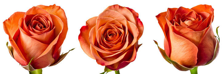 Set of orange pink delicate rose flower, full depth of field, isolated on transparent background, cutout png