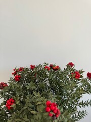 Red berries and green foliage create a vibrant indoor arrangement against a neutral wall