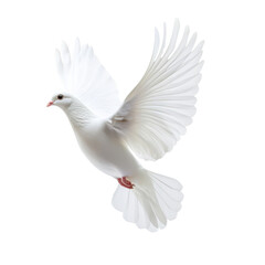 graceful white dove in mid flight, showcasing its elegant wings and serene presence. This captures essence of peace and freedom beautifully