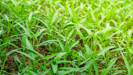 Lush Water Spinach Growing in Fertile Soil

