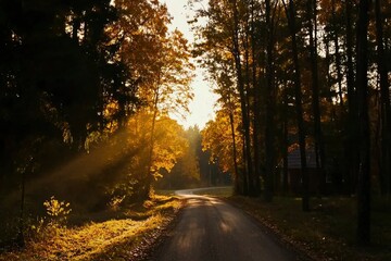 Obraz premium Sunny winding road through autumn forest, background view. Use Travel