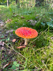 close-up vertical shot of a beautiful fly agaric growing in the forest