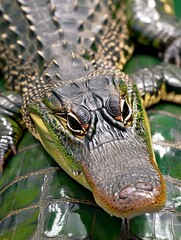 Fototapeta premium Alligator Close-Up: Powerful Reptile Texture - Close-up photography
