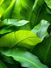 Obraz premium Lush Green Tropical Banana Leaves Texture - Tropical themes