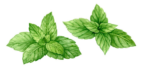 Mint leaves. Watercolor illustration isolated from background. Medicinal herbs, culinary herbs, Fresh mint leaves for food design, menu, packaging, patterns