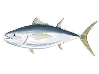 yellowfin Tuna fish on white background, Digital illustration