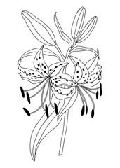 Tiger lily flower line art drawing. Sketch style outline vector drawing isolated on transparent background