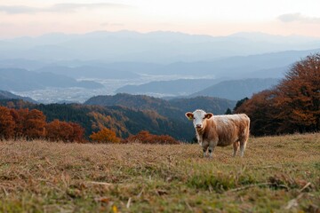 Obraz premium Cow grazes grassy hill with mountain range, at sunset. Nature scene use