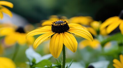 Yellow flower garden bloom close-up, nature background, summer