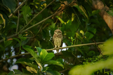 Owl sitting on branch in daylight