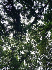  Looking Up at Green Tree Canopy with Sunlight Filtering Through