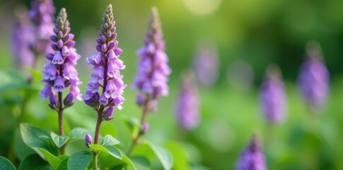 Delicate lavender flowers on Plectranthus Mona stems, spring, plectranthus mona, foliage