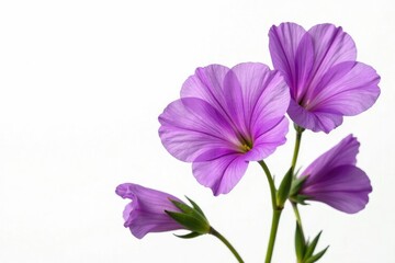 Delicate purple sweet pea flowers isolated on white background, petals, flower, botanical