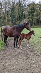 foal, horse, animal, farm, brown, grass, nature, field, horses, pasture, 