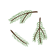 spruce pine branches on white background