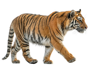 Majestic Bengal Tiger Walking Gracefully in Natural Habitat with Striking Fur and Stripes