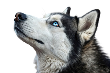 Fototapeta premium Majestic Siberian Husky with Striking Blue Eyes Gazing Upwards in Natural Setting