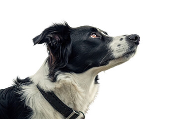 Fototapeta premium Black and White Dog with Alert Expression Looking Upward Against a Transparent Background