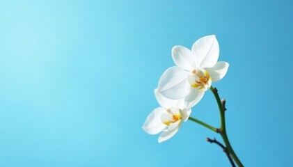 Single stem of white orchid against a light blue sky, flowers, sky