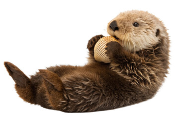 Adorable River Otter Relaxing with a Shell in a Playful Pose on a White Background
