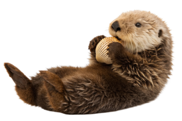 Adorable River Otter Relaxing with a Shell in a Playful Pose on a White Background