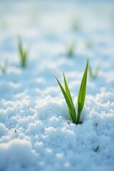 Snow-covered winter wheat field with tiny green sprouts emerging from the frozen ground, agriculture, frost, winterwheat