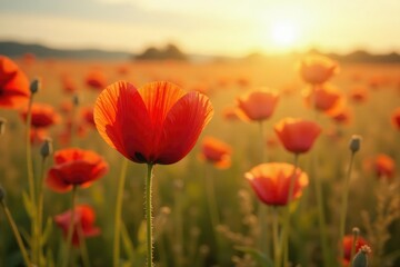 Delicate poppy petals unfolding in wheat field, nature, fields