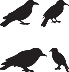 silhouettes of birds