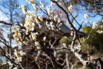 鎌倉2502　英勝寺24　梅